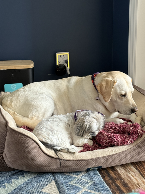 Oscar and Nola Snuggling at Home