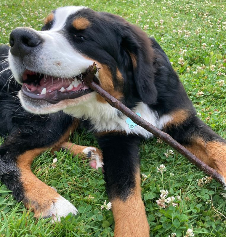 Georgie With His Stick Of The Day
