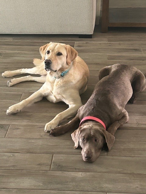 Our Dogs
