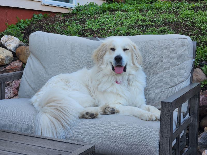 Piper Chilling Outside