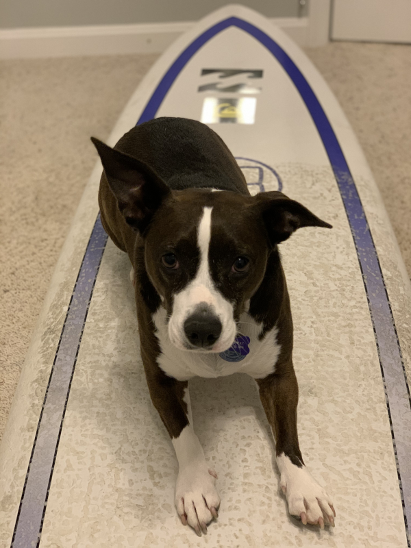 Our Dog Is A Great Surfer