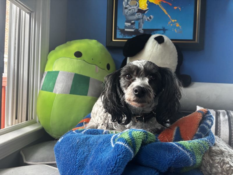 Our Pets